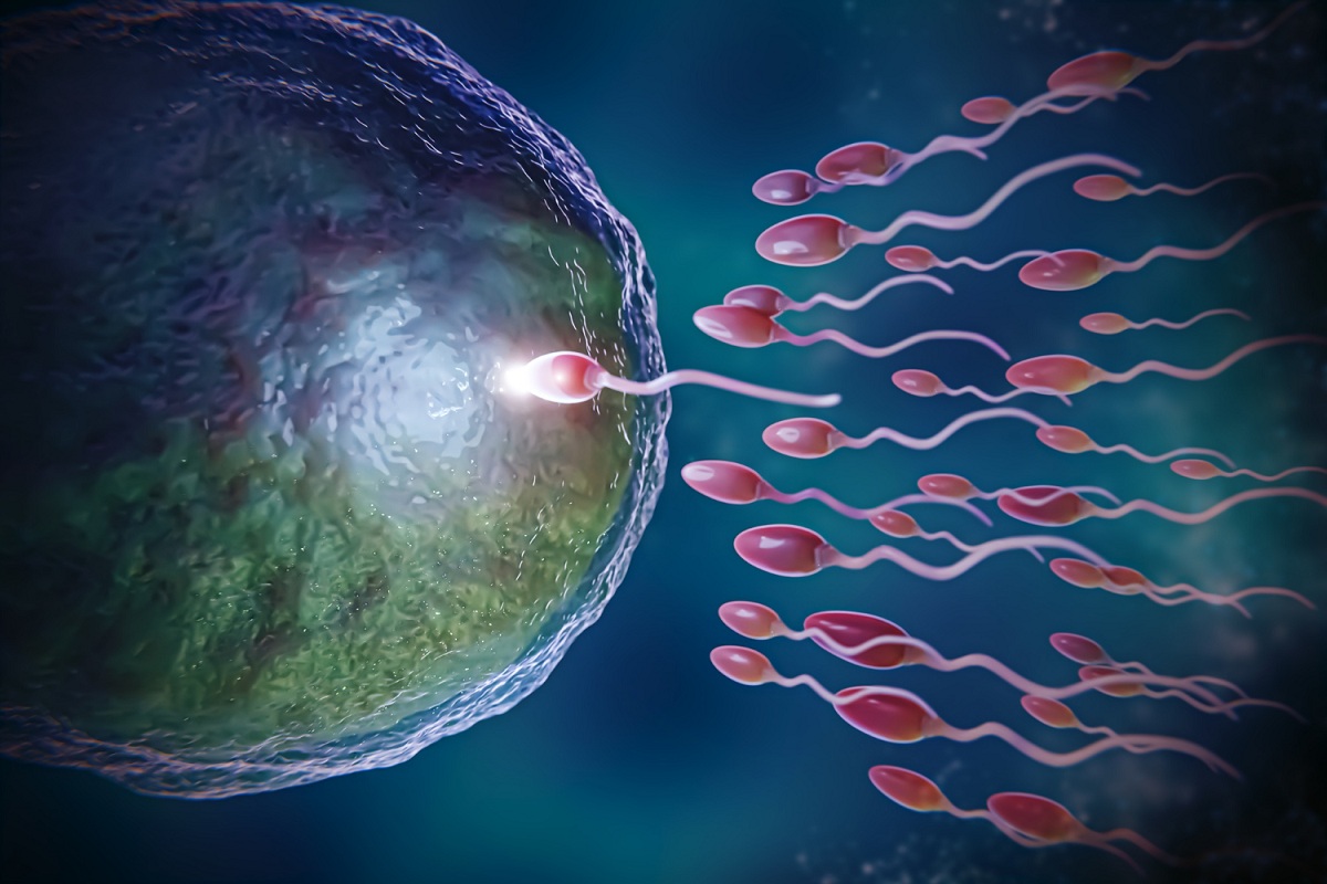 Spermatozoi verso l'ovulo